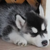 cuccioli di siberian husky 3mesi | Foto 4