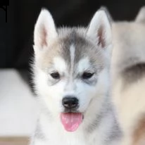 cuccioli di siberian husky 3mesi | Foto 3