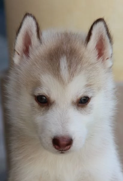 cuccioli di siberian husky 3mesi | Foto 1