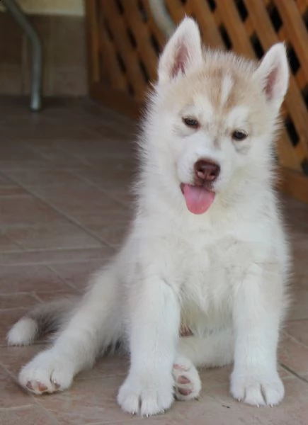 cuccioli di siberian husky 3mesi | Foto 0