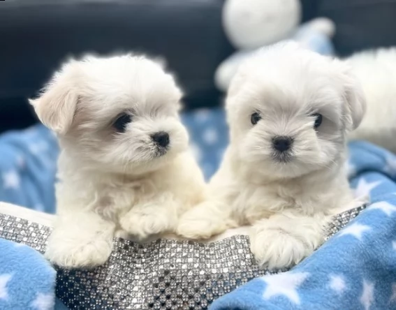splendidi due cuccioli di maltese toy