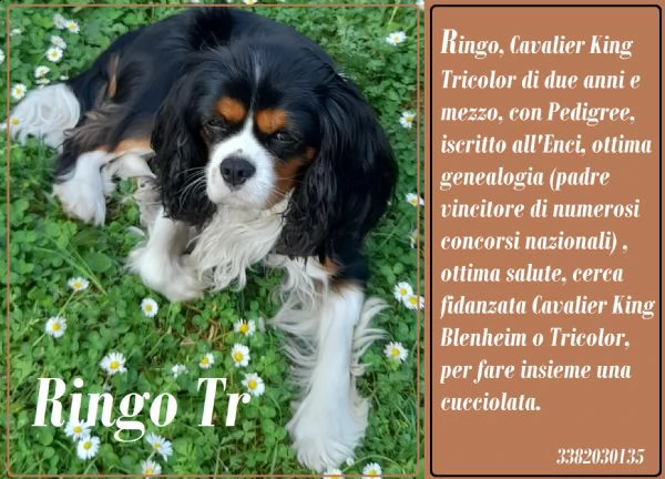 cavalier king tricolor cerca fidanzata 