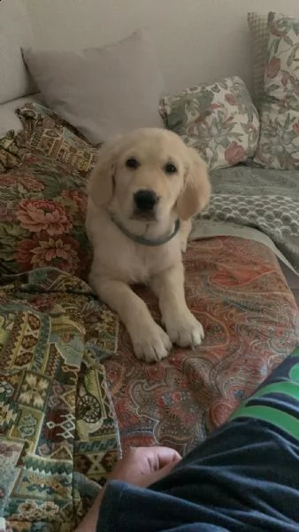 cucciola di golden retriver