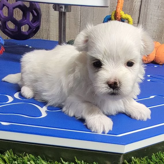 regalo dolci cuccioli maltese per ladozione