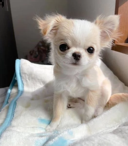 regalo chihuahua cuccioli meravigliosi  