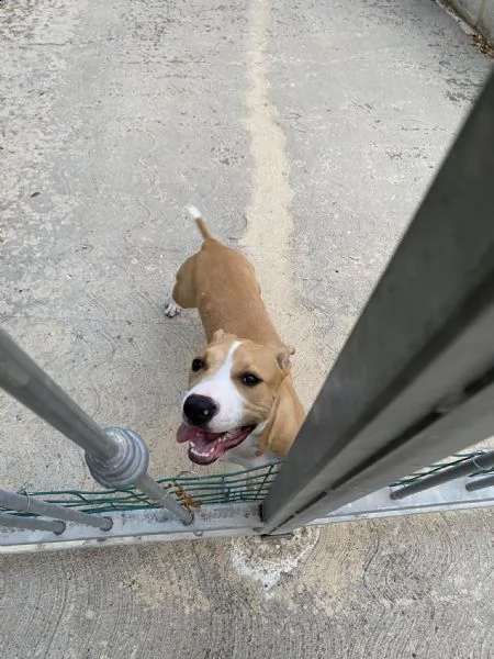 regalo cucciola di amstaff  | Foto 2