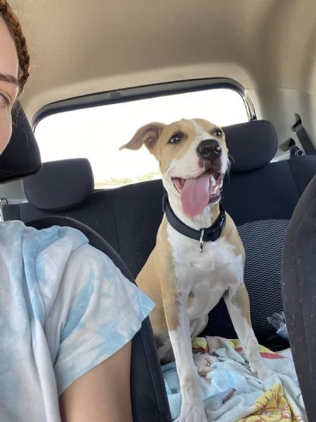 regalo cucciola di amstaff  | Foto 1