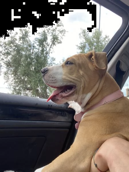 regalo cucciola di amstaff  | Foto 0
