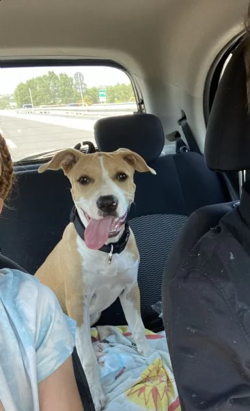 regalo cucciola di amstaff 