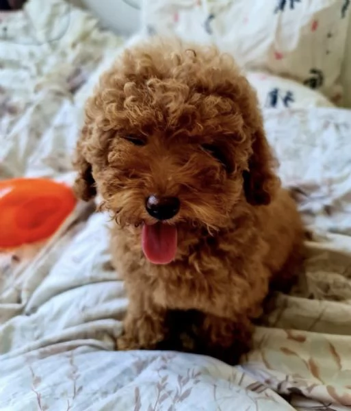 regalo barcelona mini toy disponibile