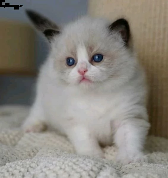  gatto ragdoll pagamento rateizzabile w