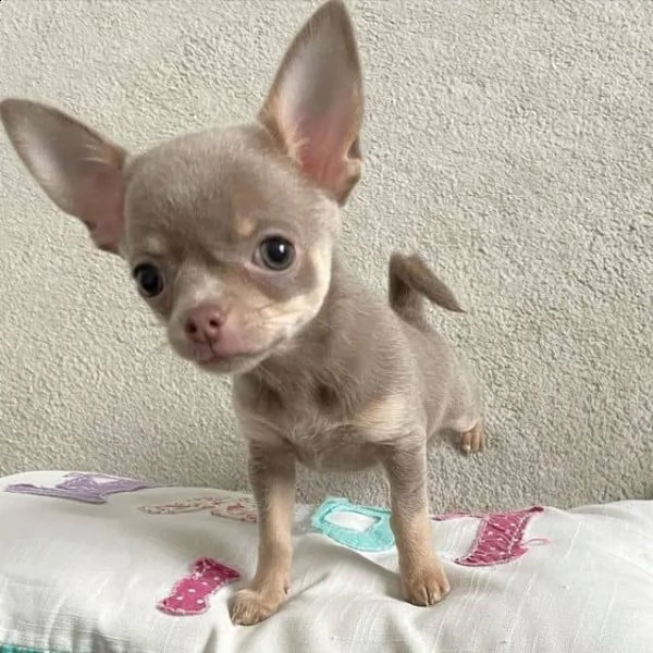 regalo chihuahua cuccioli meravigliosi  