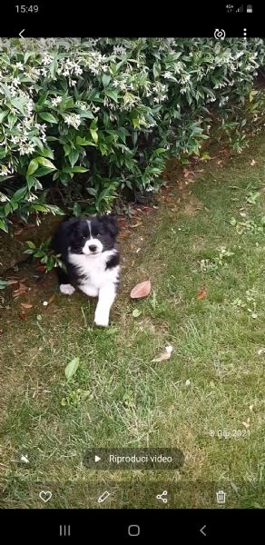 cerco border collie maschio per accoppiamento 
