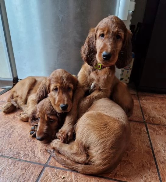 vendo setter irlandesi di razza pura.