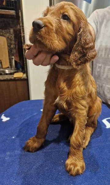 vendo setter irlandesi di razza pura. | Foto 1