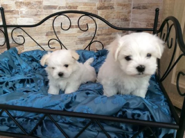 cuccioli maltesi 1 maschio e 1 femmina | Foto 4