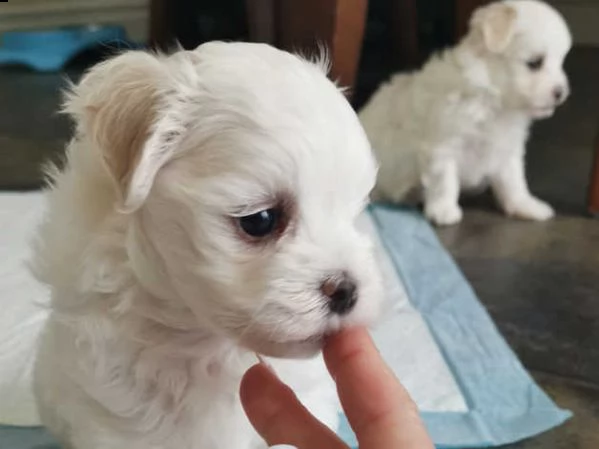 cuccioli maltesi 1 maschio e 1 femmina