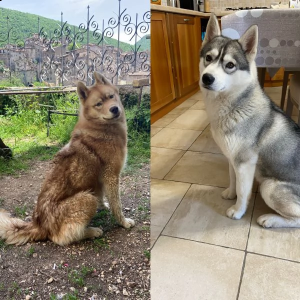 cuccioli siberian husky | Foto 5