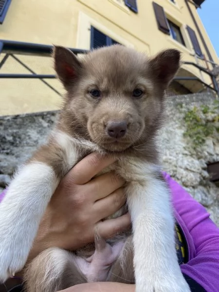 cuccioli siberian husky | Foto 4