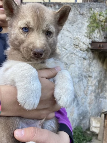 cuccioli siberian husky | Foto 3
