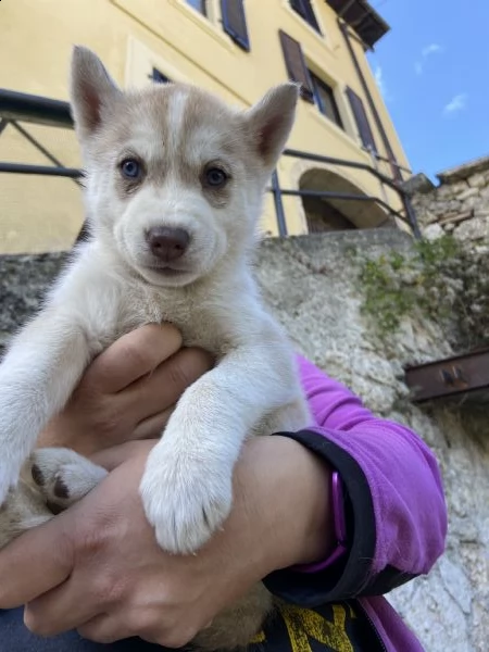 cuccioli siberian husky | Foto 2