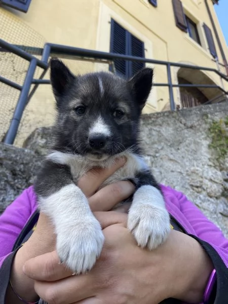 cuccioli siberian husky | Foto 1