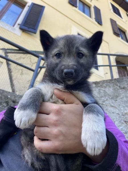 cuccioli siberian husky