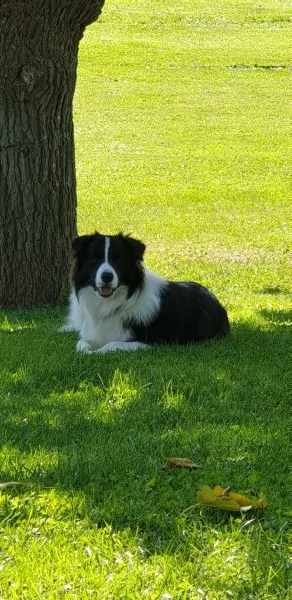 cerco border collie femmina per accoppiamento | Foto 0