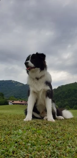 cerco border collie femmina per accoppiamento
