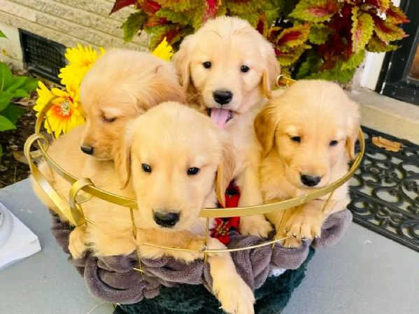 Vendita cucciolo Golden Retriever da Privato a Campobasso disponibili