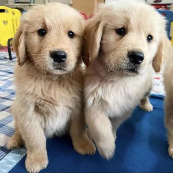 dolcissimi cuccioli di golden retriever
