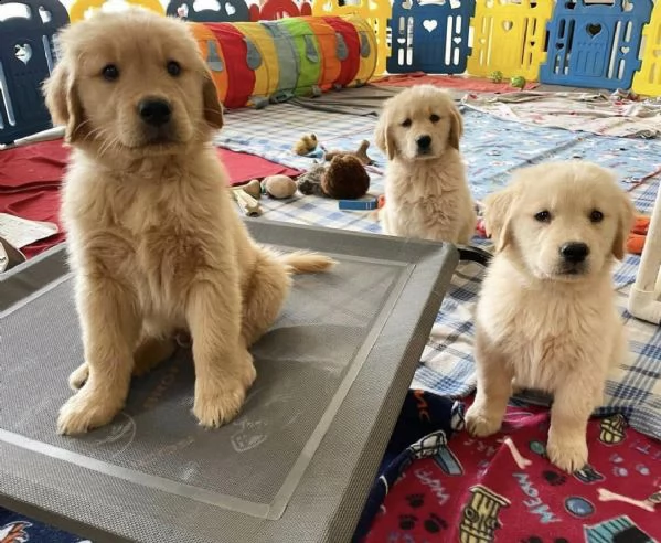 dolcissimi cuccioli di golden retriever | Foto 0