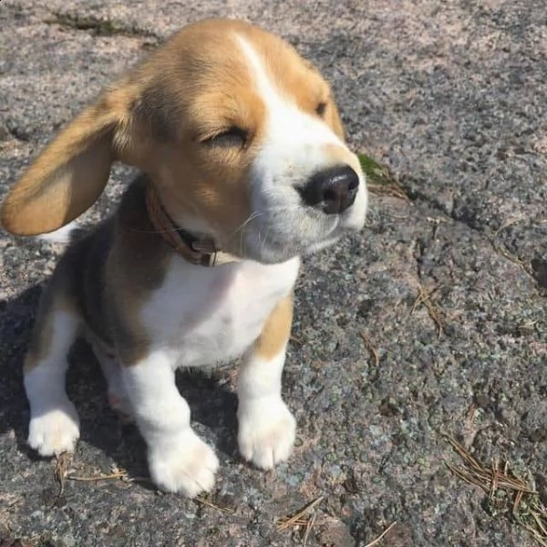 regalo beagle cuccioli meravigliosi  