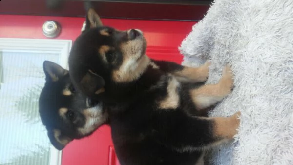 shiba inu fantastici piccola cuccioli | Foto 6