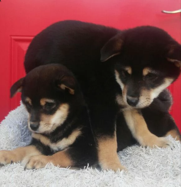 shiba inu fantastici piccola cuccioli | Foto 5