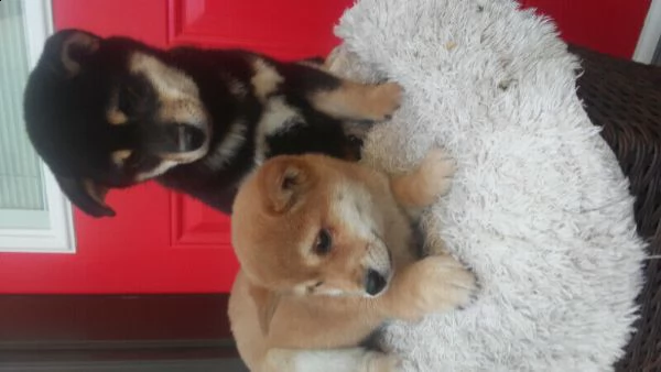 shiba inu fantastici piccola cuccioli