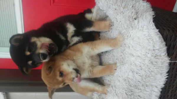 shiba inu fantastici piccola cuccioli | Foto 1