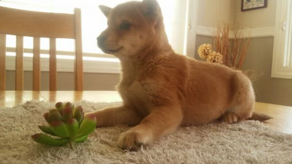 shiba inu fantastici piccola cuccioli | Foto 0