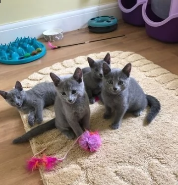 blu di russia cuccioli con vaccini