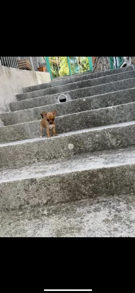 cucciolo di chihuahua