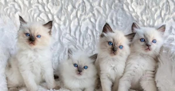 cuccioli di ragdoll