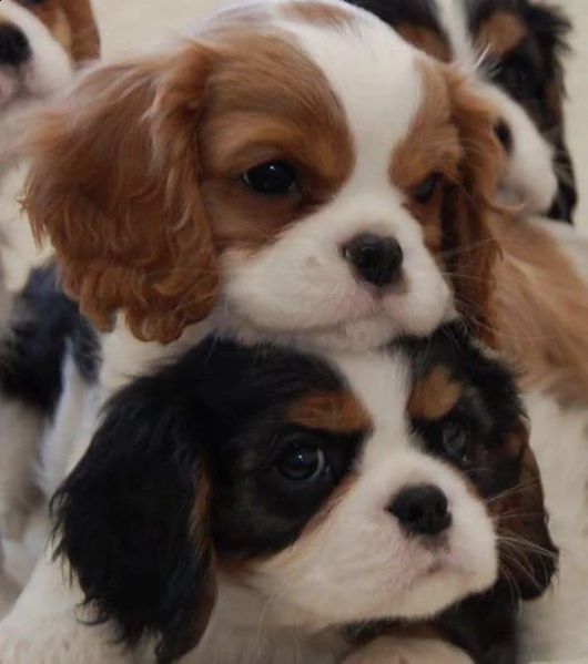  regalo cavalier king cuccioli meravigliosi  nati in casa da nostri esemplari ipertipici carattere 