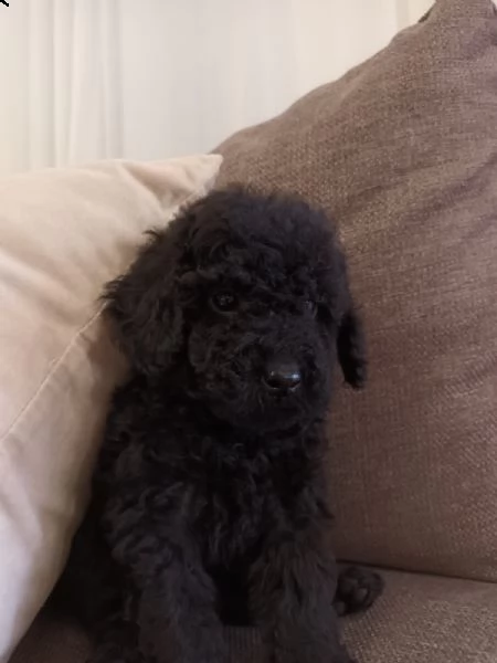 barboncina black 