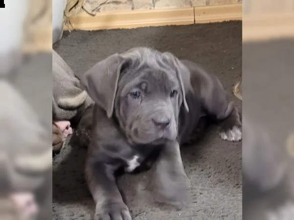 cane corso grigio allenato in casa
