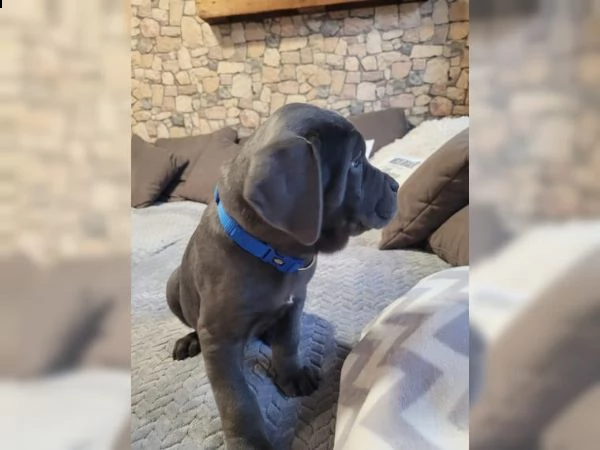 cane corso grigio allenato in casa | Foto 6