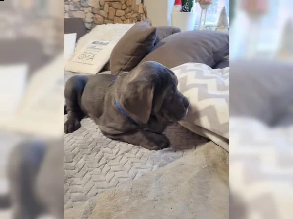 cane corso grigio allenato in casa | Foto 5