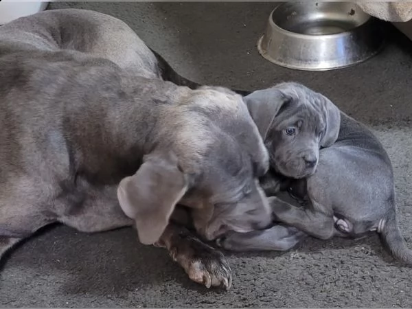 cane corso grigio allenato in casa | Foto 4