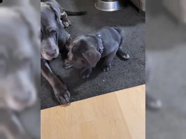 cane corso grigio allenato in casa | Foto 3
