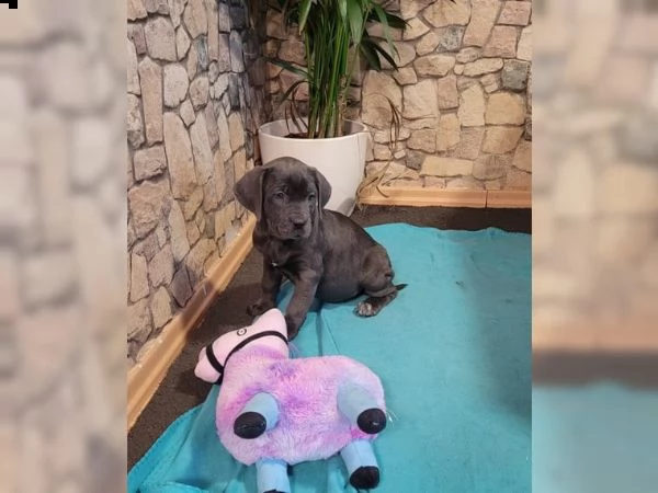 cane corso grigio allenato in casa | Foto 2