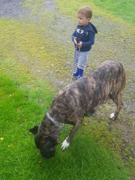 cane corso grigio allenato in casa | Foto 1